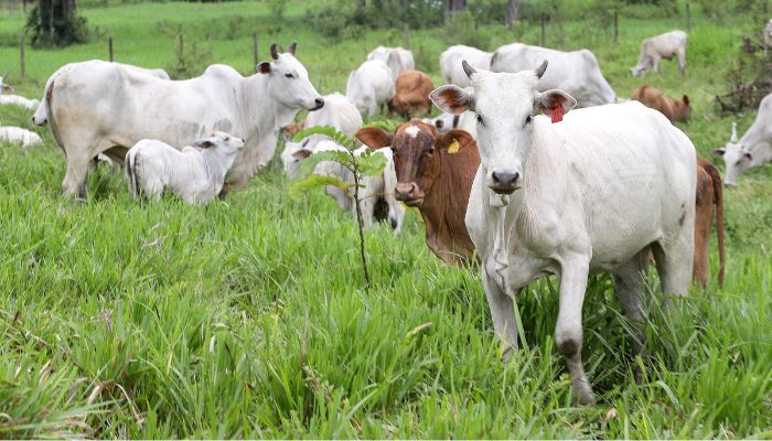  Adapar trabalha para monitorar e mitigar casos de raiva no Paraná